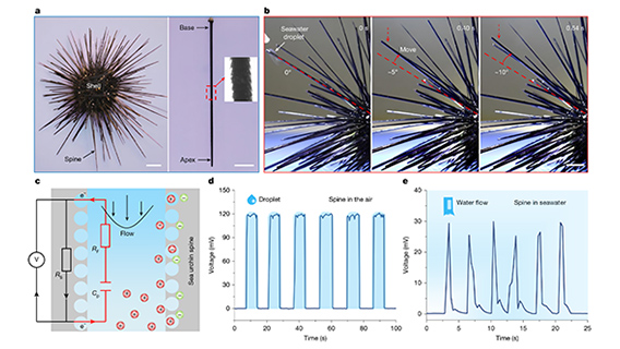 Unveiling mechanoelectrical perception - Button