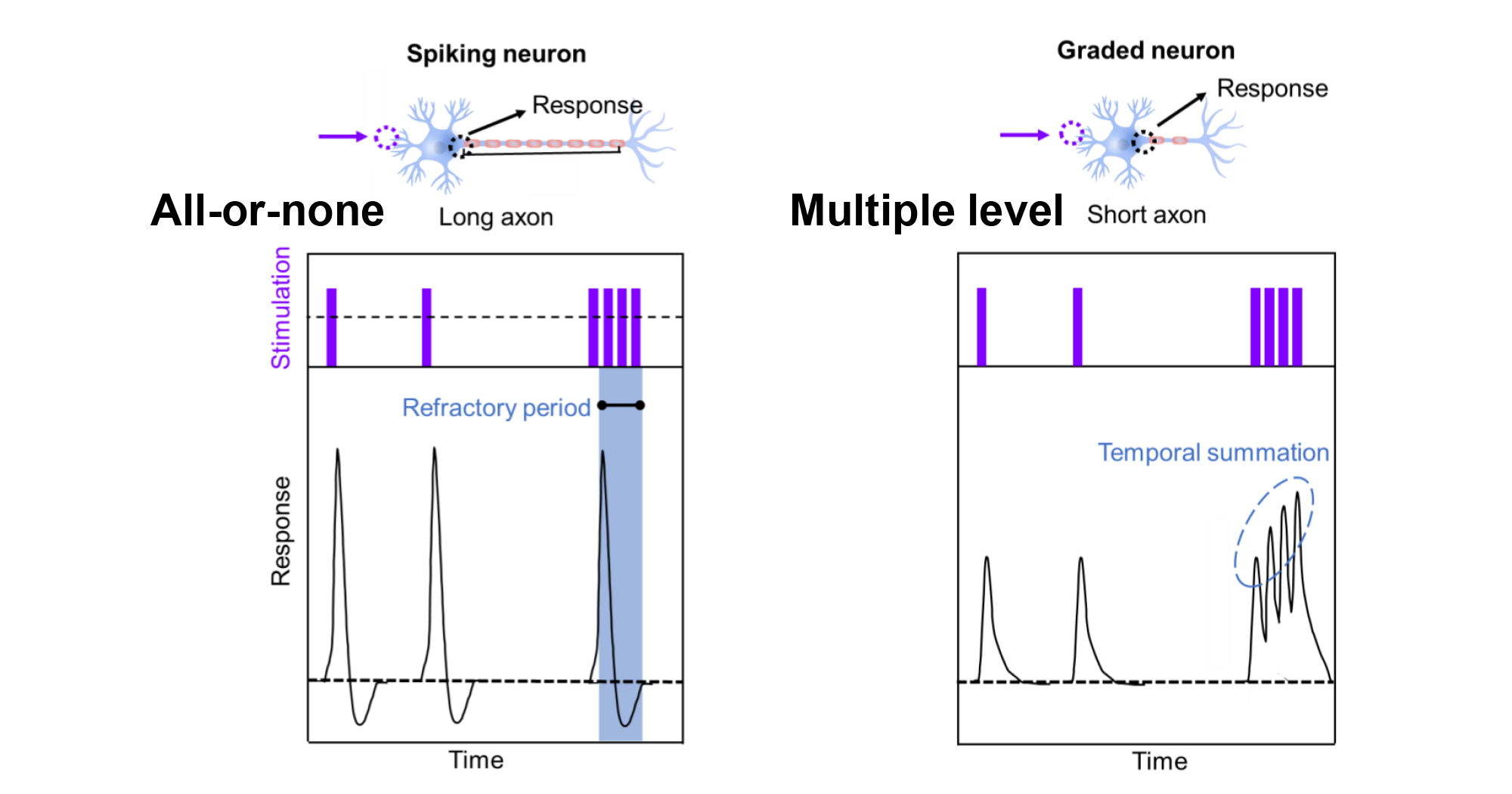 PolyU-researchers-develop-optoelectronic-graded-neurons-for-perceiving-dynamic-motion
